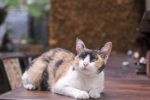 Free A calm calico cat lounging on a wooden table in an outdoor setting in Hue, Vietnam. Stock Photo