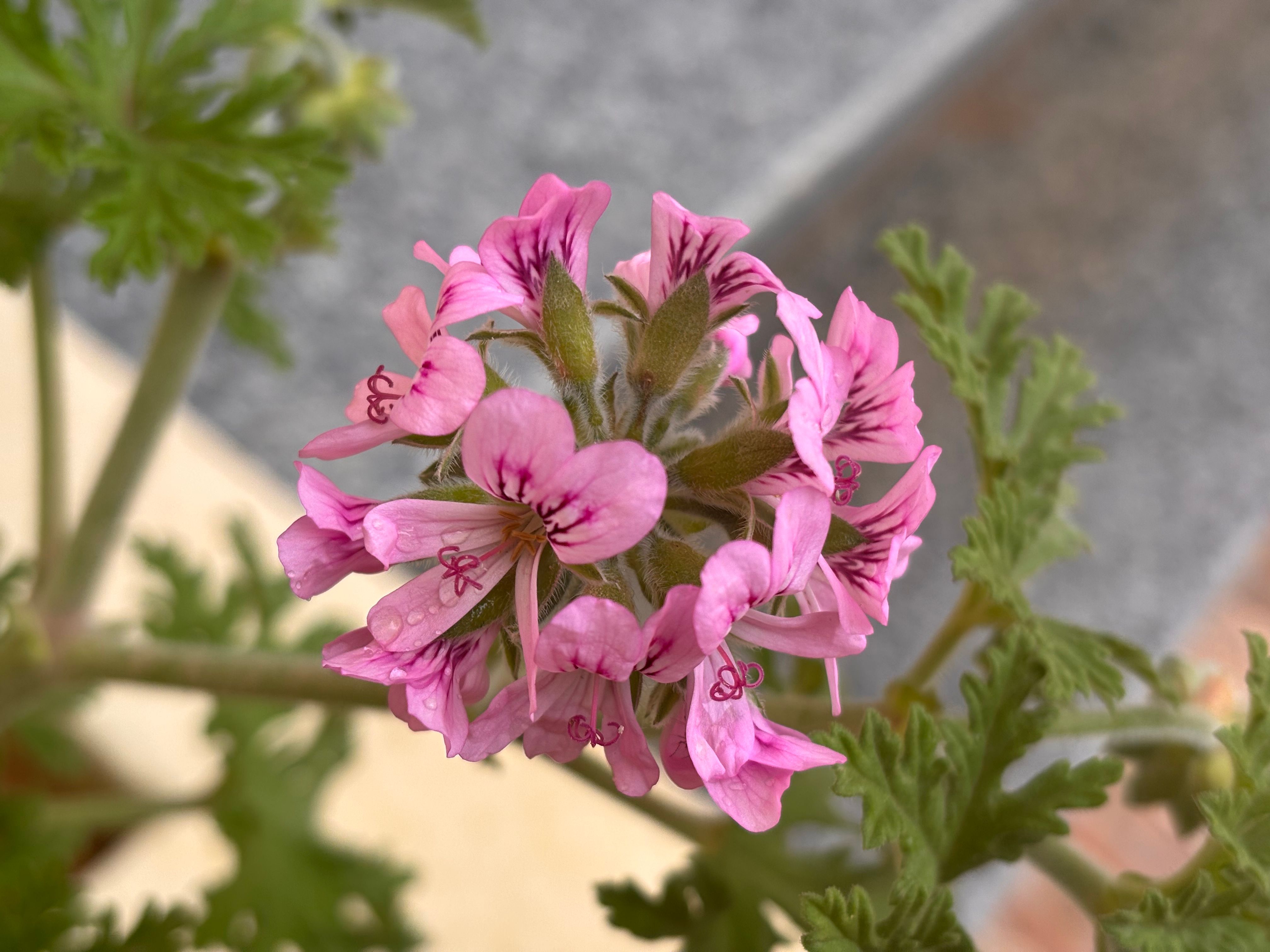 Detailed view of a pink geranium flower with fresh dew drops showcasing its vibrant petals.