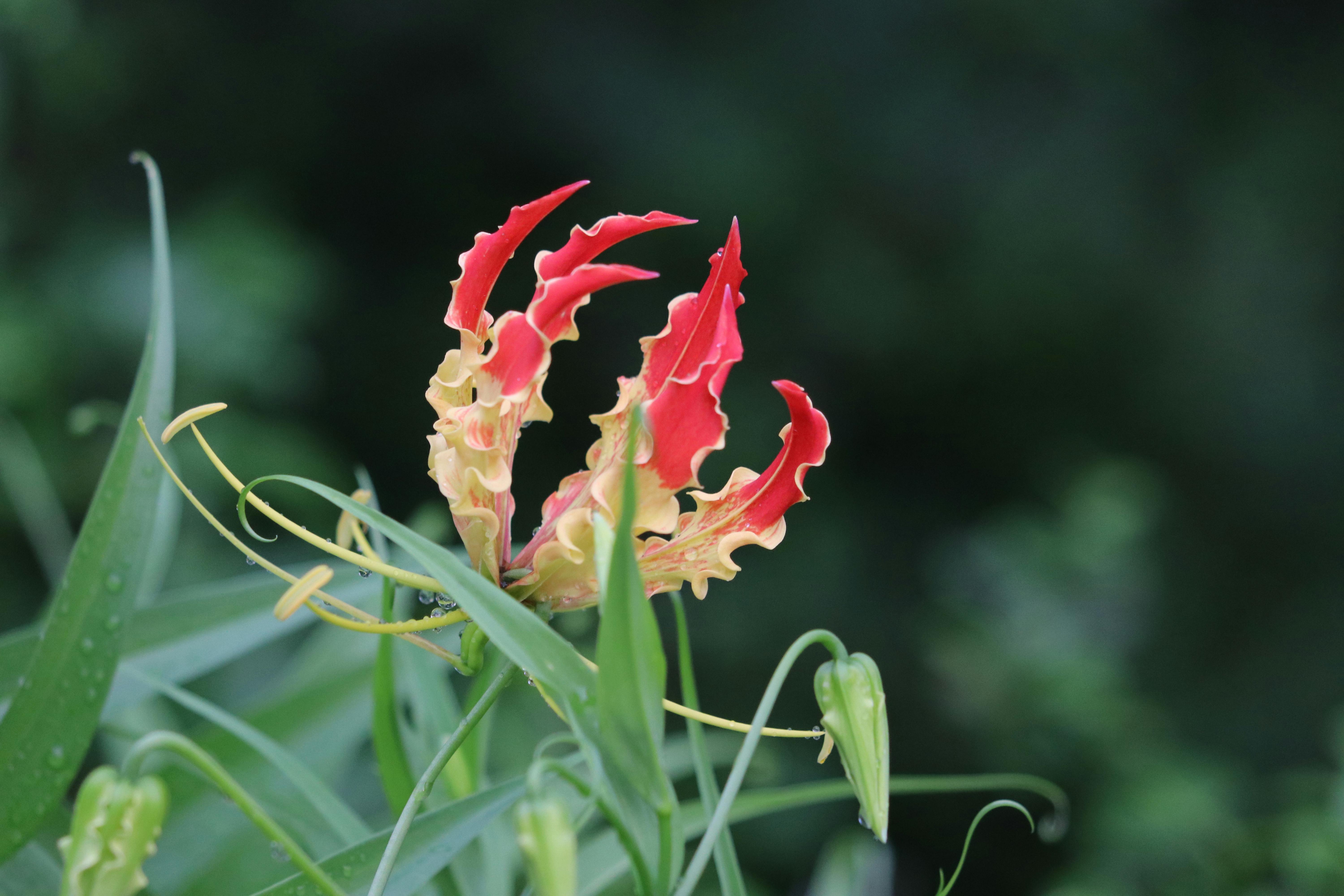 Exploring Manipur's Unique Flora: Beyond the Usual Blooms