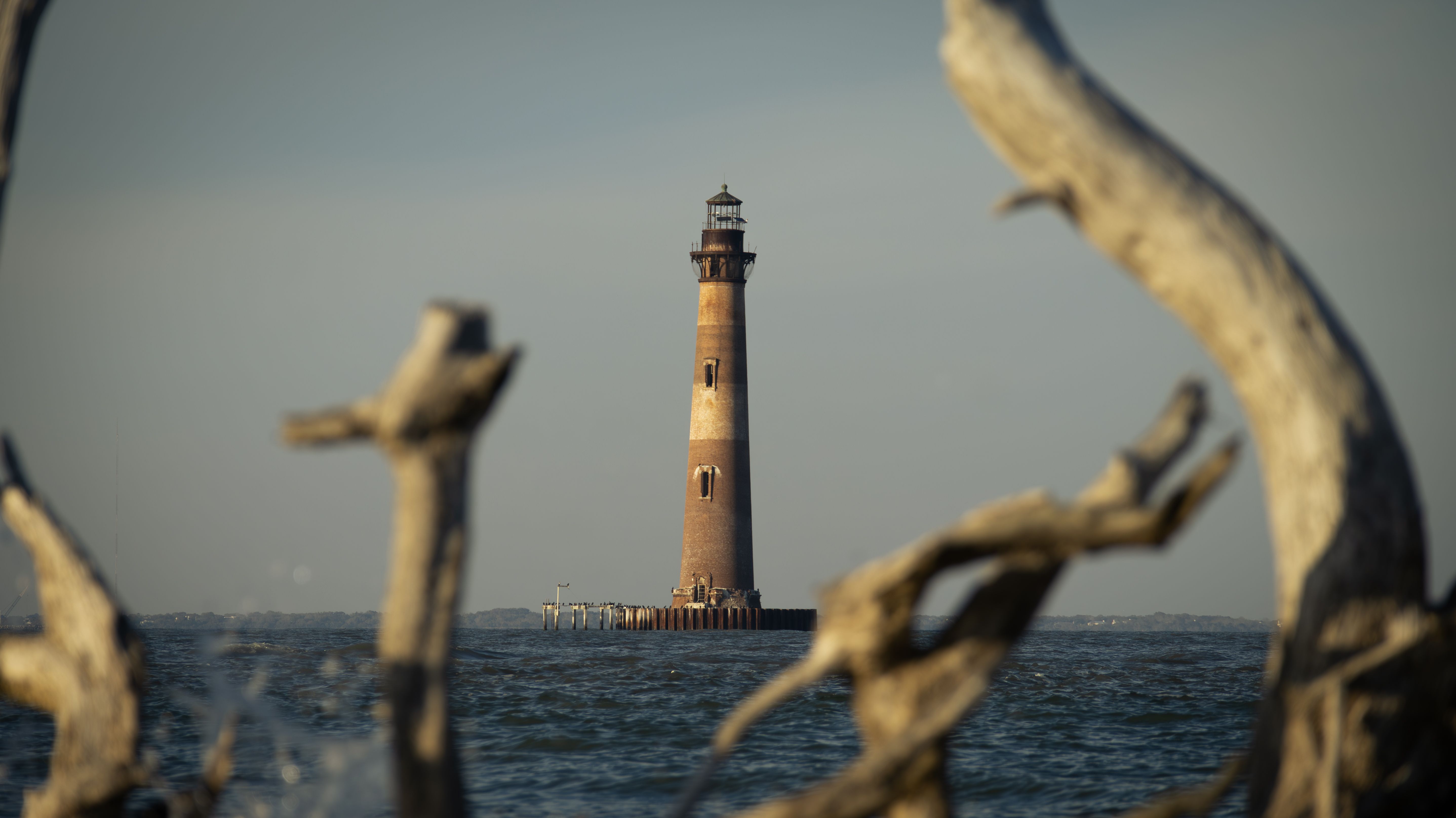 Captivating view of a lighthouse framed by driftwood on Folly Beach, South Carolina.