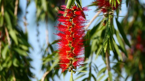 Free Detailed view of a vibrant red bottlebrush flower (Callistemon) with lush green leaves, captured in warm sunlight. Stock Photo