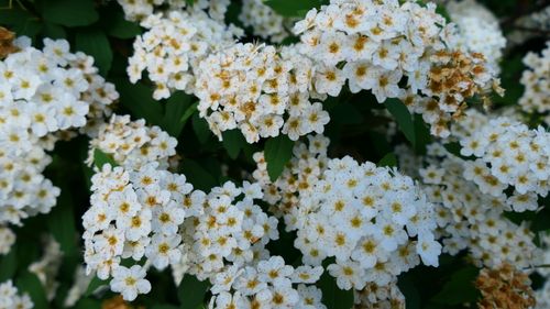 Free A detailed view of clusters of white Spirea flowers in full bloom with lush green leaves. Stock Photo