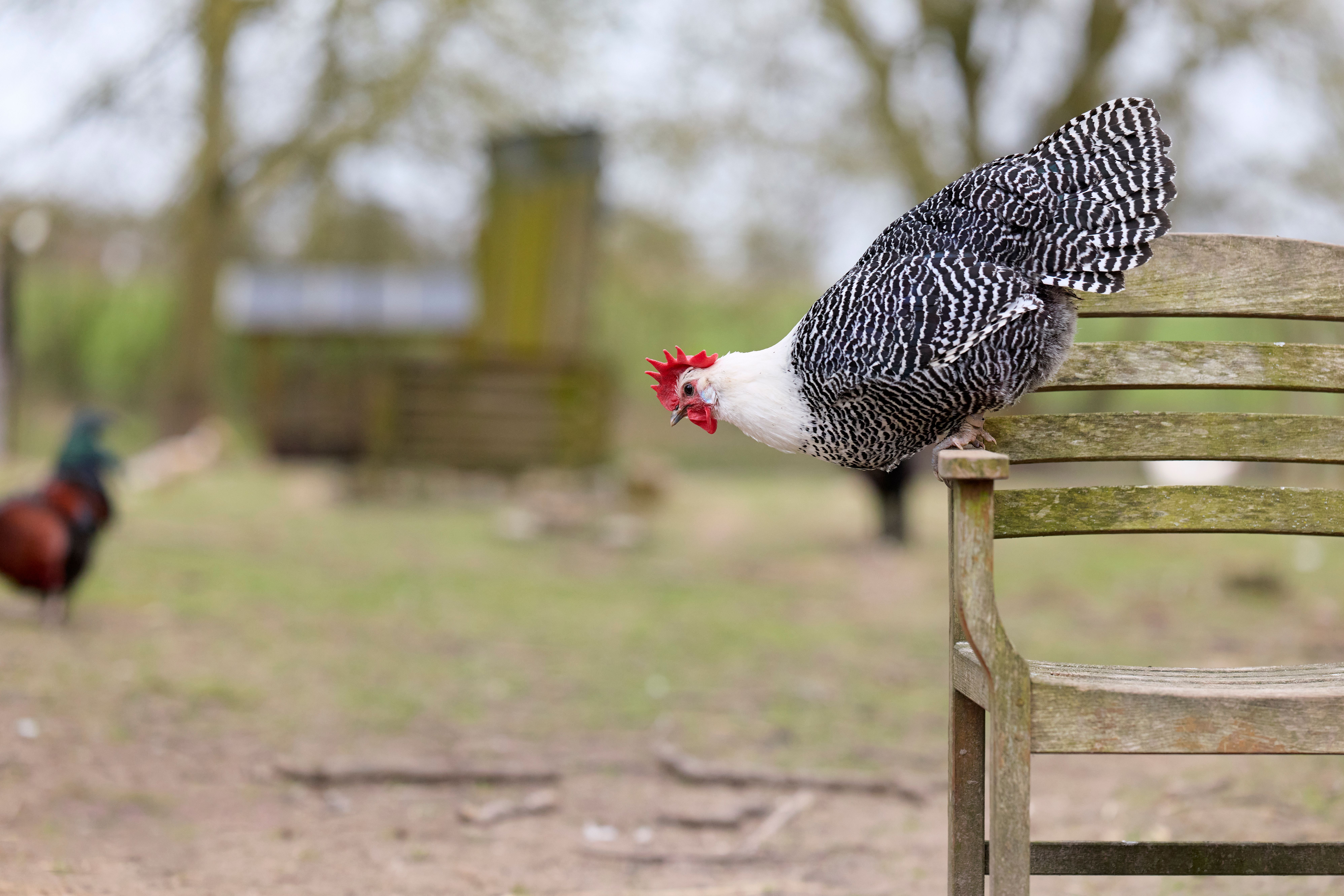 Barred Rock Hen Perched on Rustic Farm Chair · Free Stock Photo