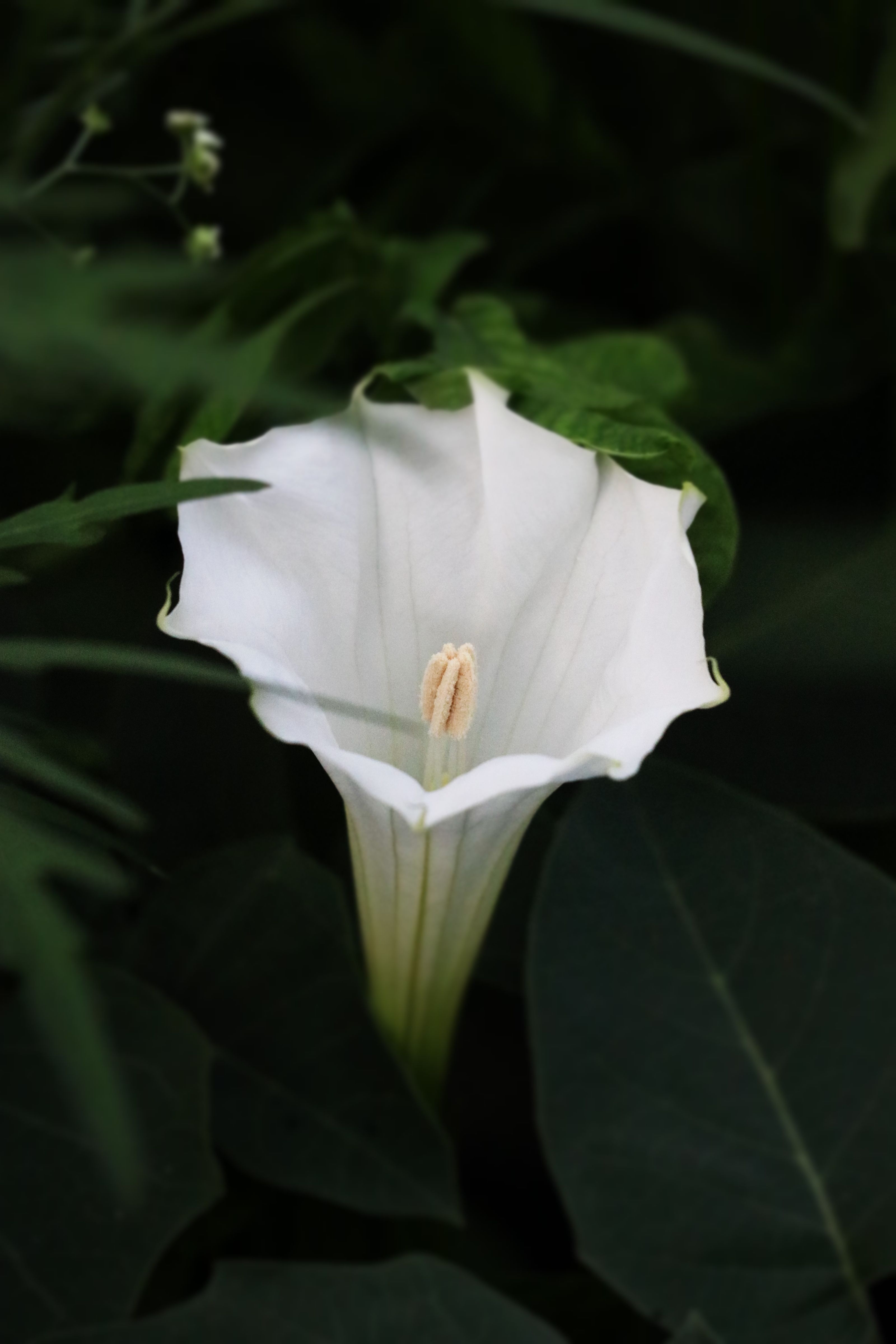 Datura trumpet flower close-up