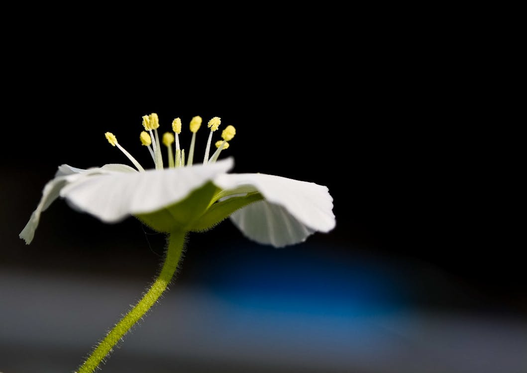 White Flower Selective Focus Photography