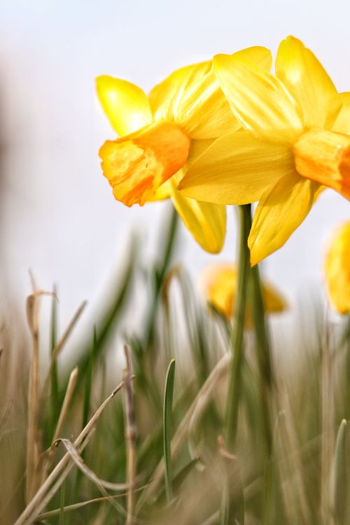 Free Close-up of bright yellow daffodils in a grassy field during springtime. Stock Photo