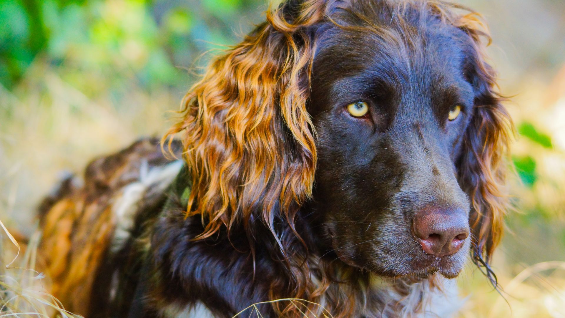 A Small Münsterländer