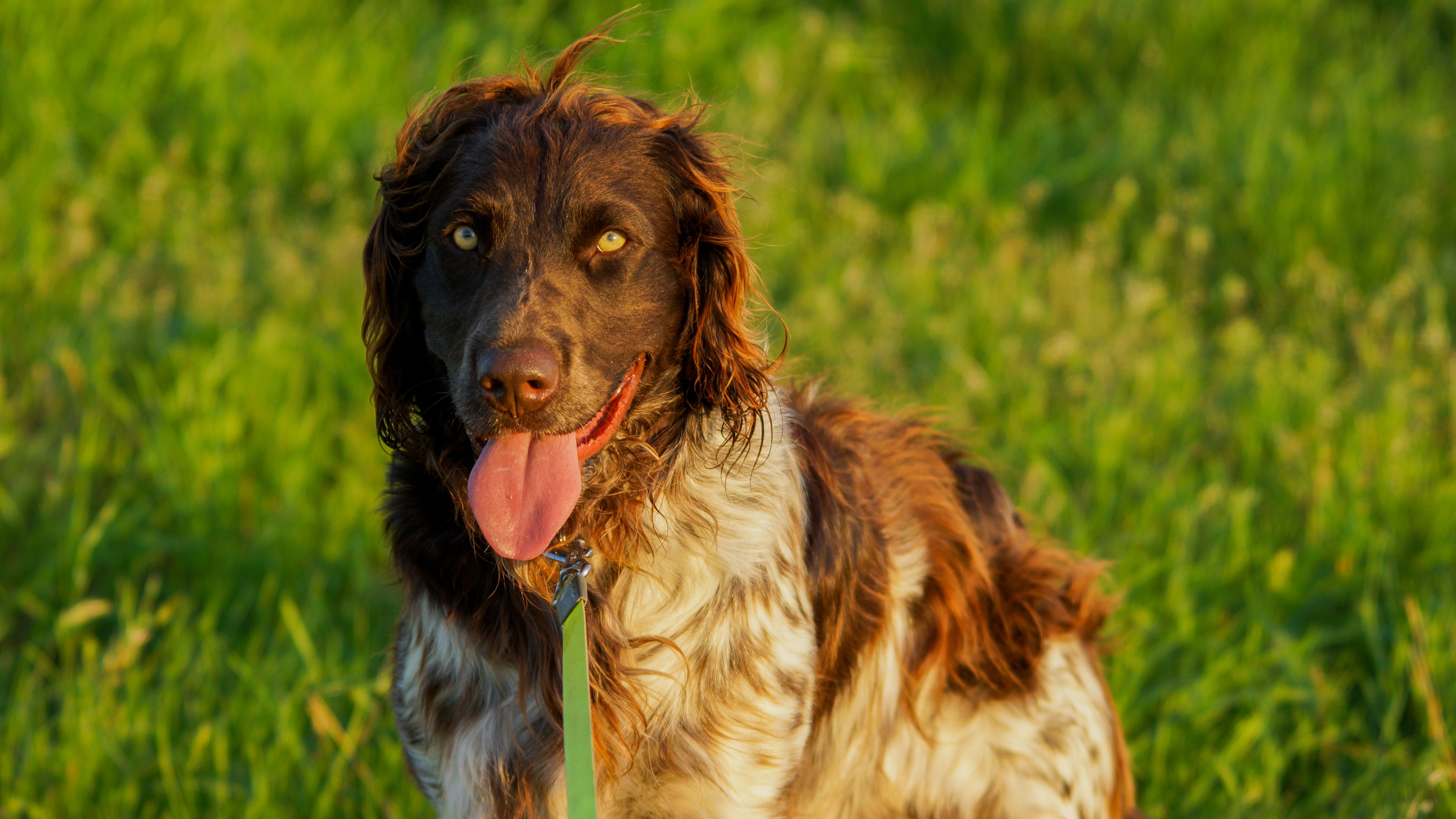 pet insurance pet wellness — Photo by KB Photography on Pexels