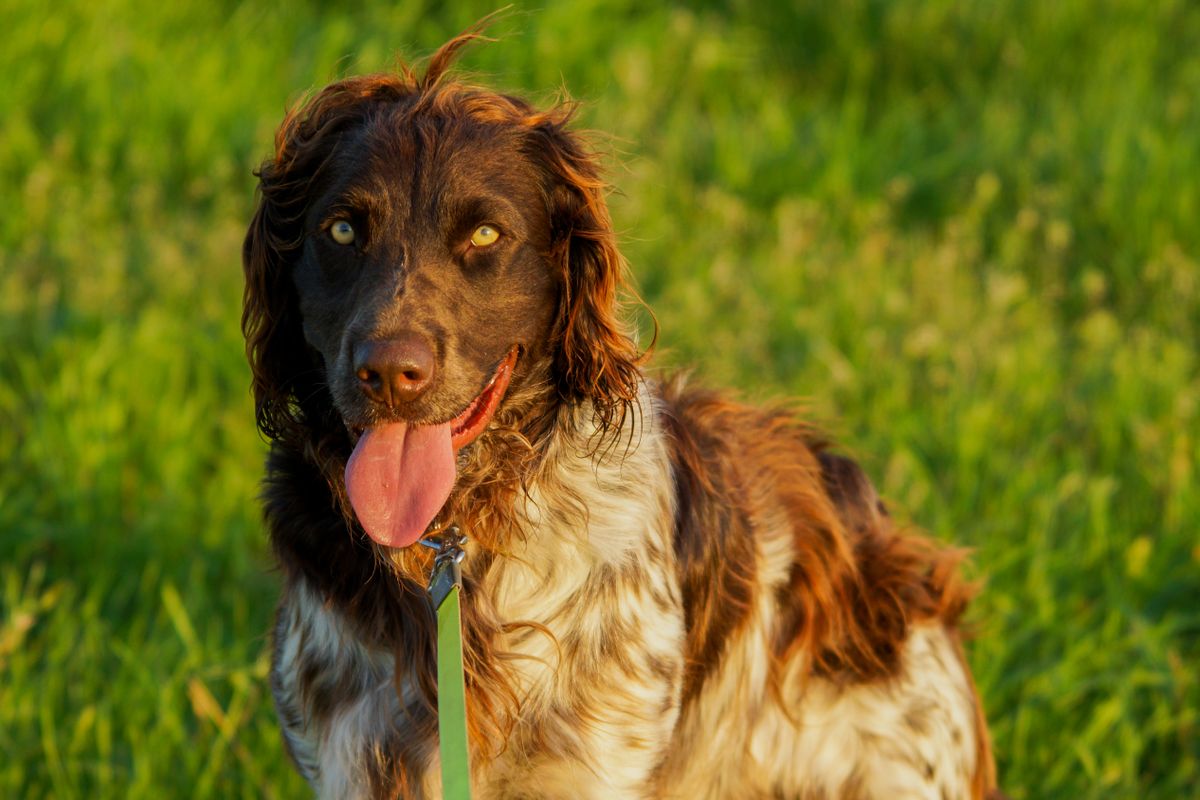Petit Münsterländer - Éducation, socialisation et activités adaptées