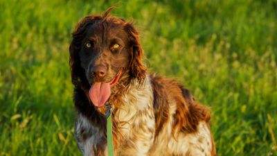 Wachtelhund – hundras