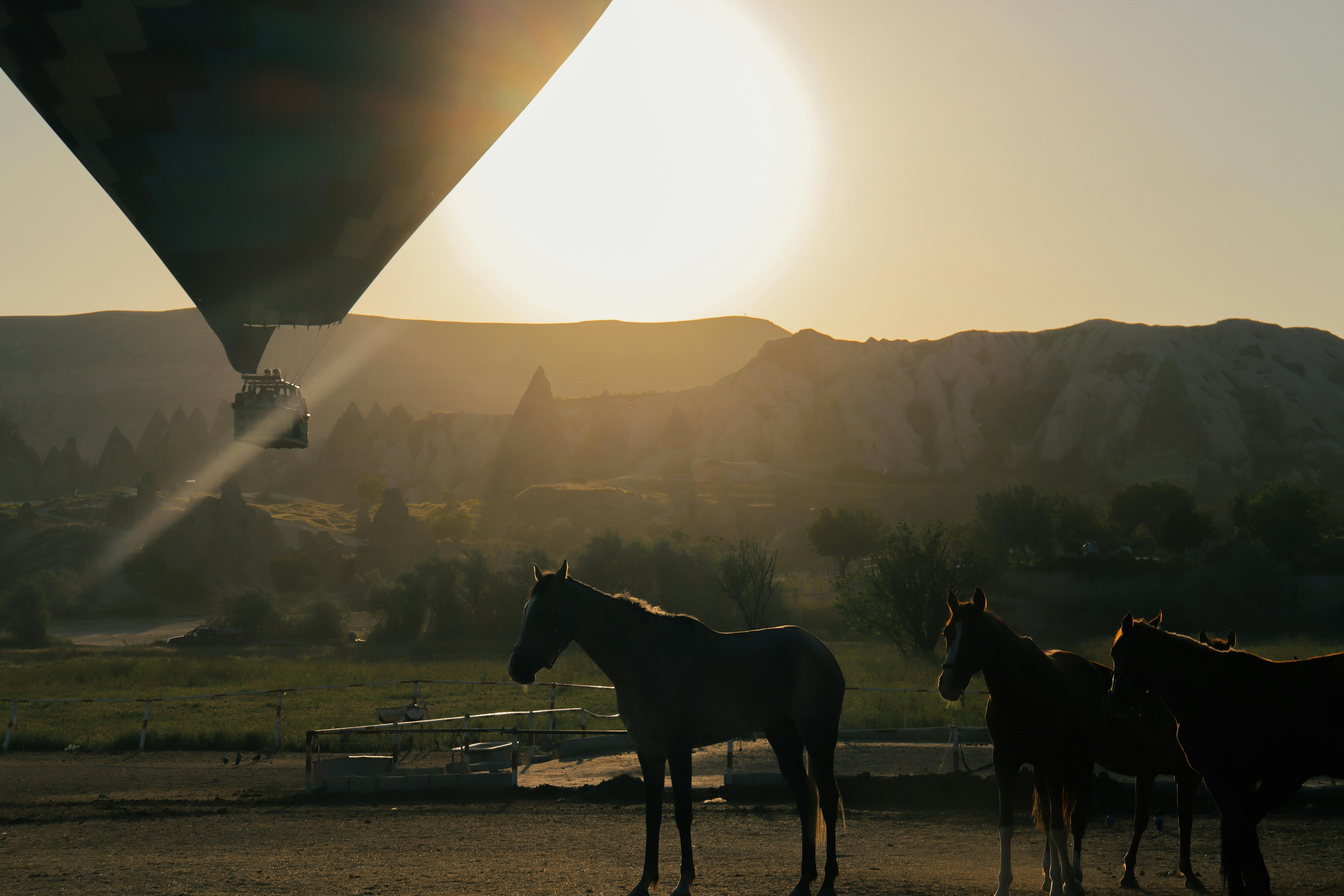 Scenic sunrise view of a hot air balloon and horses in Cappadocia mountains.