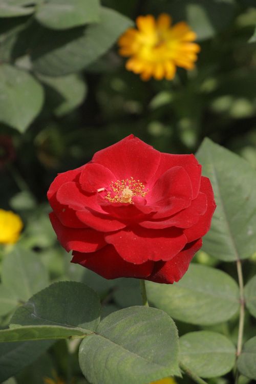 Vibrant Red Rose in Bloom with Green Leaves · Free Stock Photo