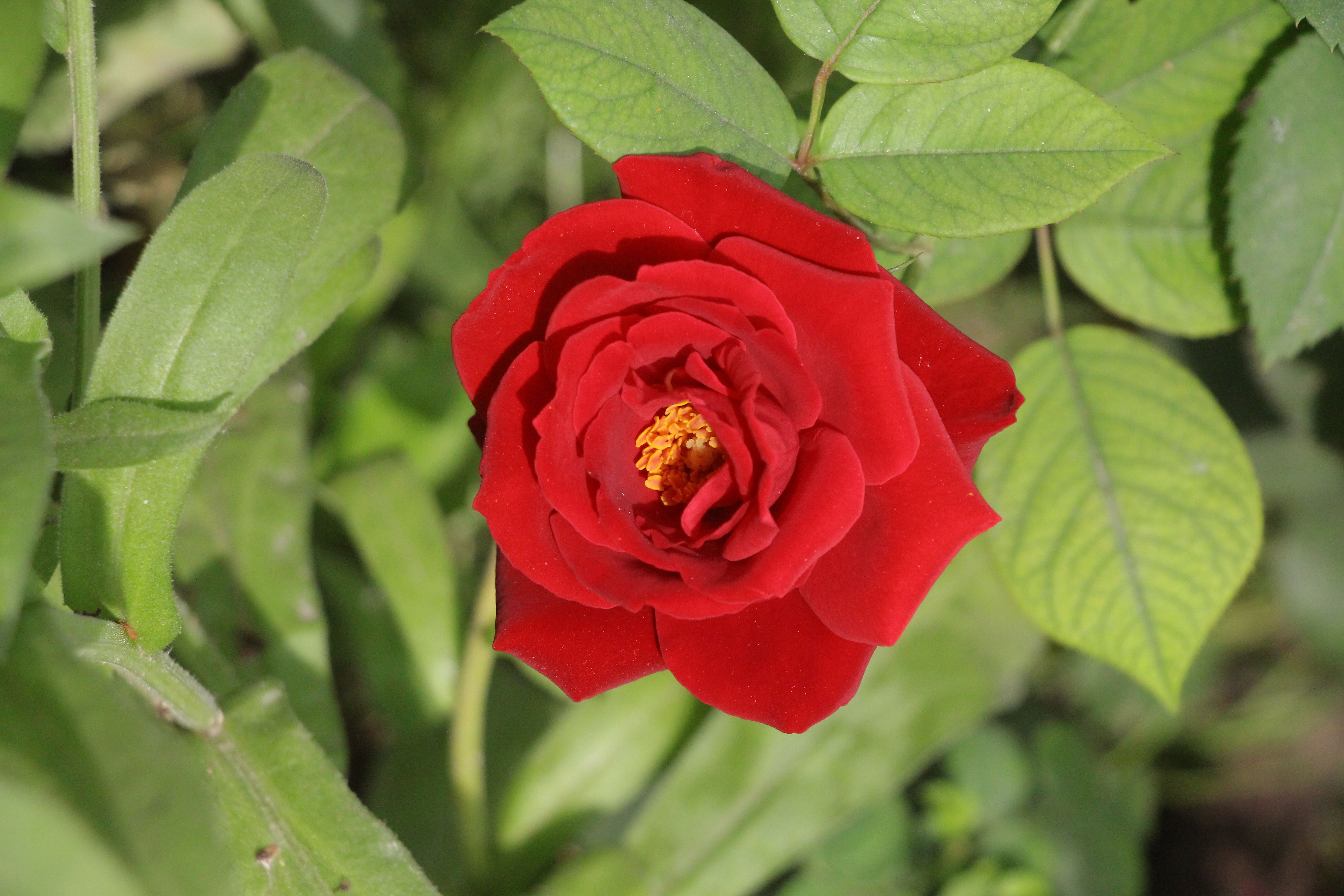 Close-up of a vibrant red rose blooming among green leaves, captured during daylight.