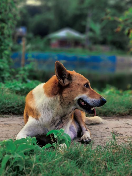 Free A relaxed dog resting on a path surrounded by greenery, near a pond. Stock Photo