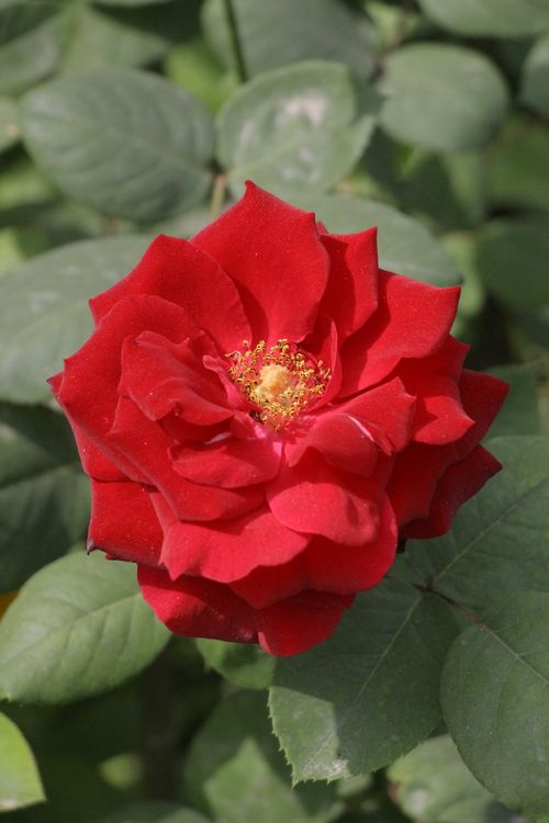 Free Close-up of a vibrant red rose in full bloom with lush green leaves. Stock Photo