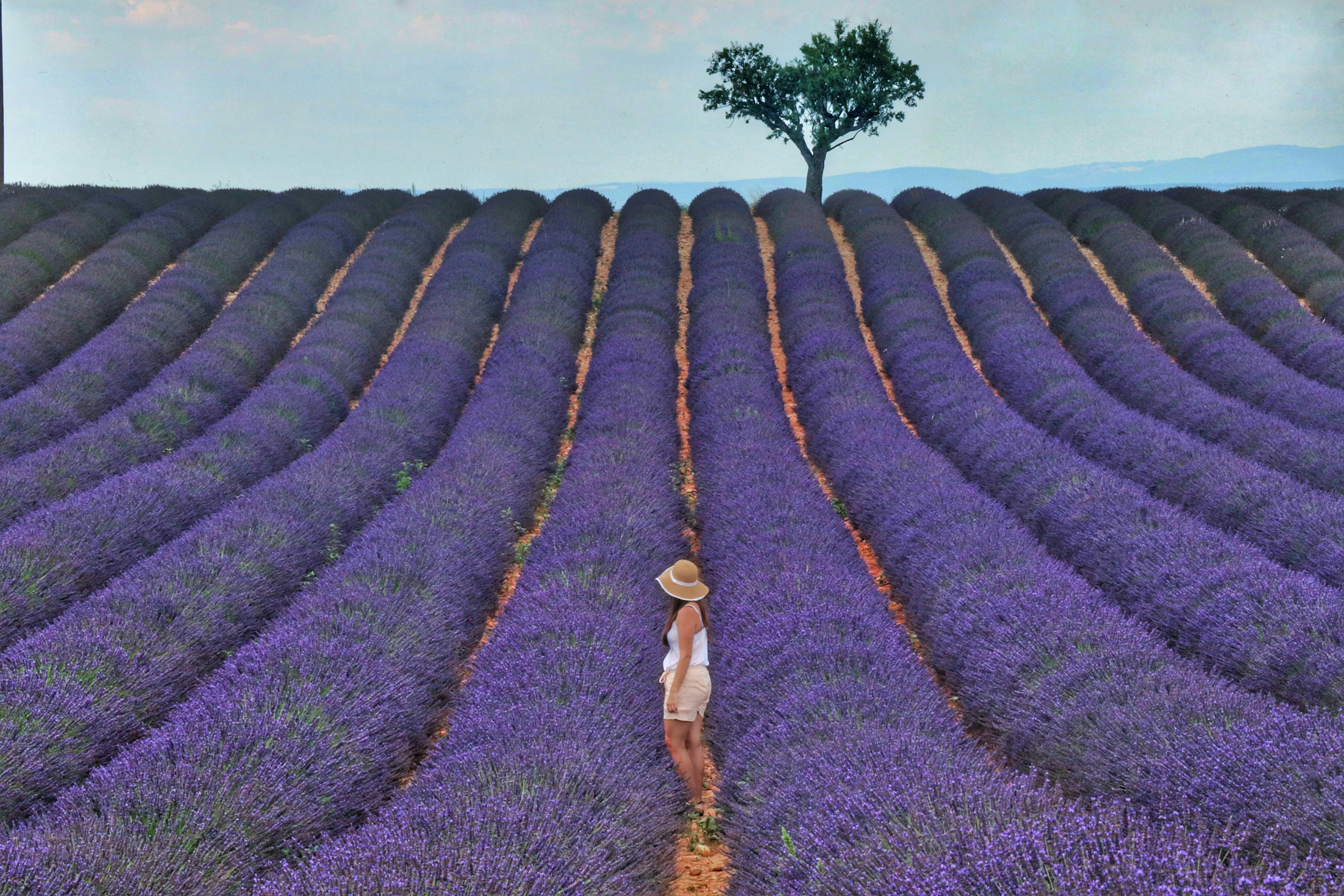 woman in white shirt and brown skirt standing on purple flower field