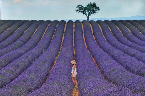 Woman in White Shirt and Brown Skirt Standing on Purple Flower Field