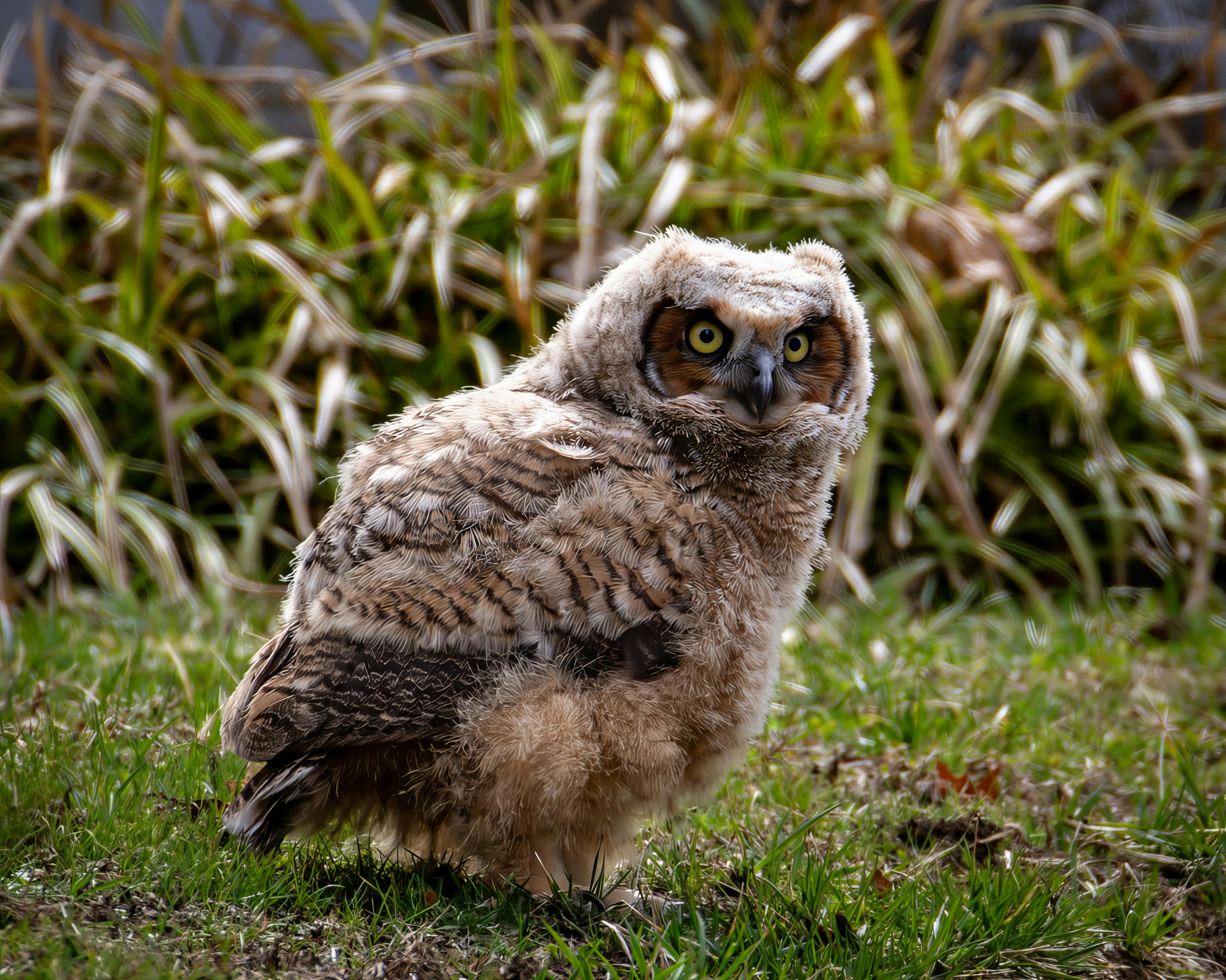 Rooted Owl to participate in new pet health venture fund — Photo by David Kanigan on Pexels