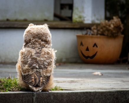 A young great horned owl sits outdoors, facing a Halloween pumpkin decoration. Perfect for autumn-themed concepts.