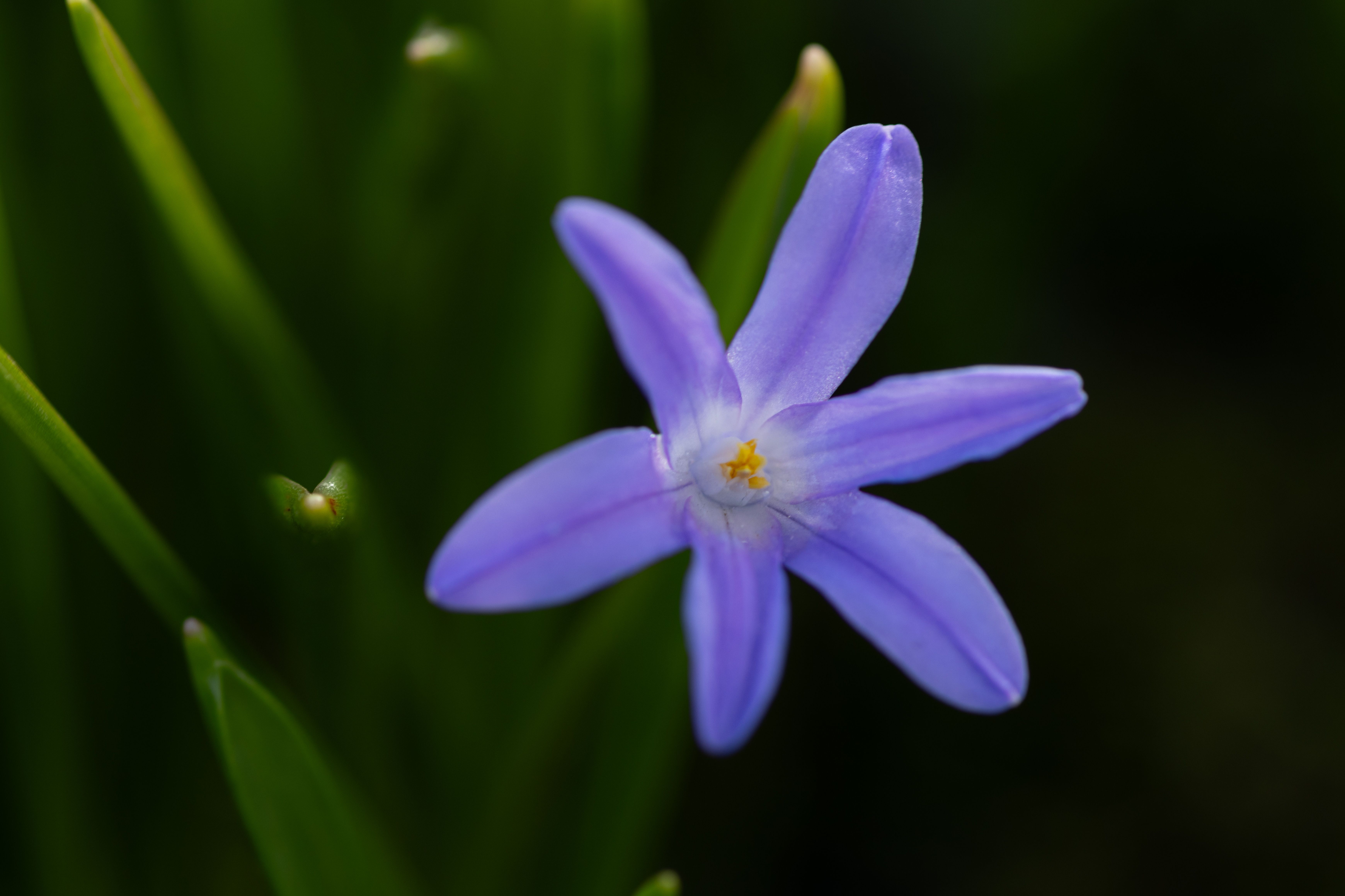 Macro shot of a vibrant purple Chionodoxa flower in spring.