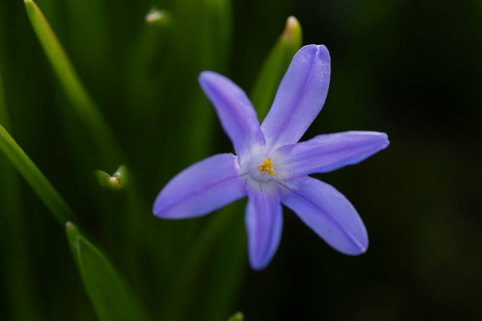 Macro shot of a vibrant purple Chionodoxa flower in spring.
