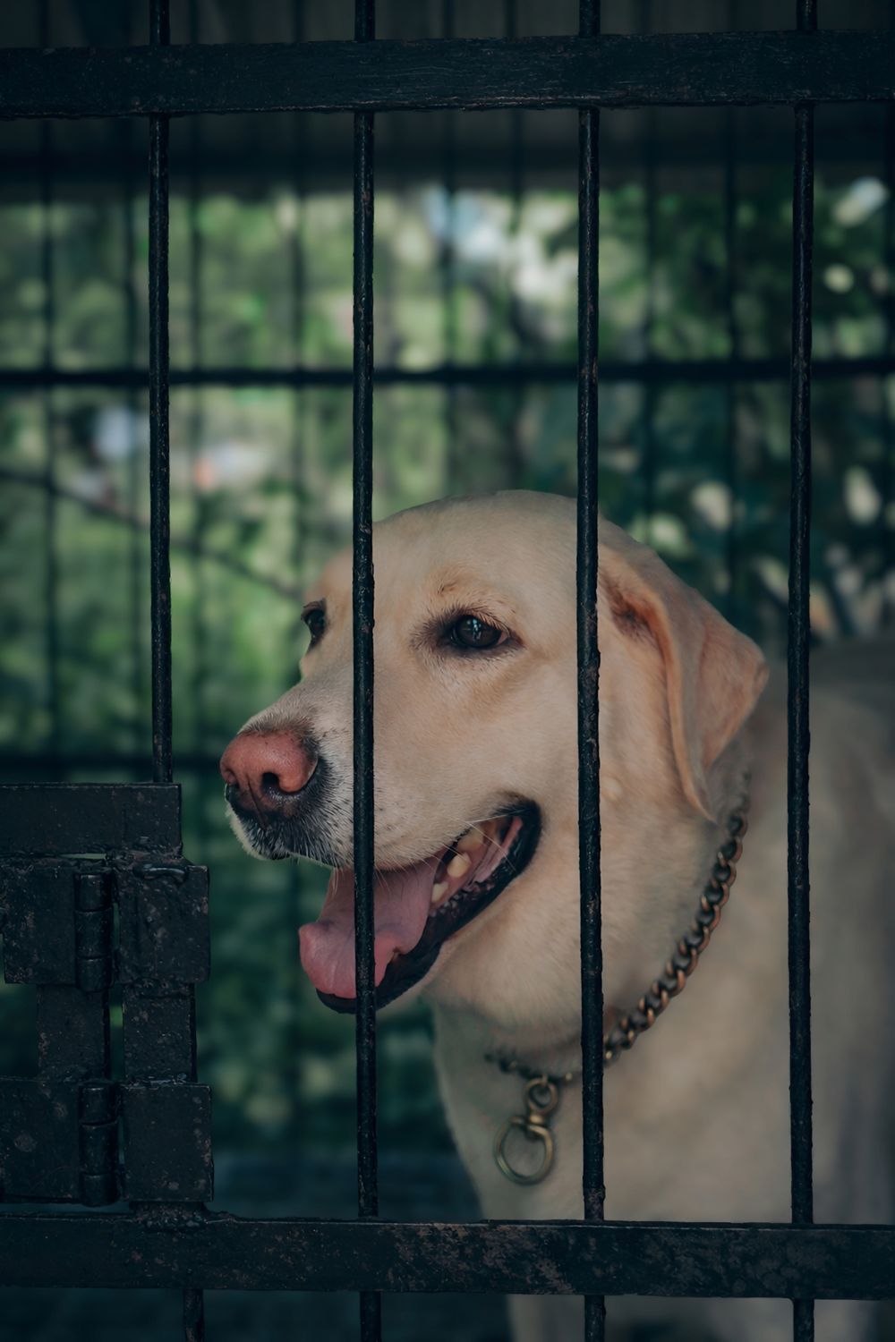 Labridor Outside Labrador Retriever Behind Bars in Outdoor Kennel · Free Stock Photo