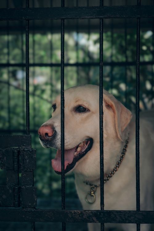 Free A Labrador Retriever in an outdoor kennel looking through the bars, showcasing its gentle nature. Stock Photo