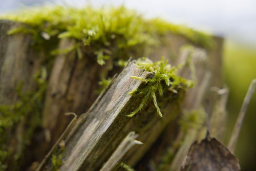 Detailed close-up of vibrant green moss growing on a tree trunk in Espoo, Finland.
