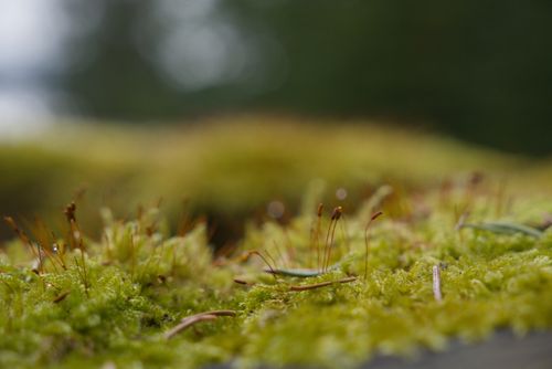 Free Close-up of vibrant moss showcasing nature's intricate details in Espoo, Finland. Stock Photo