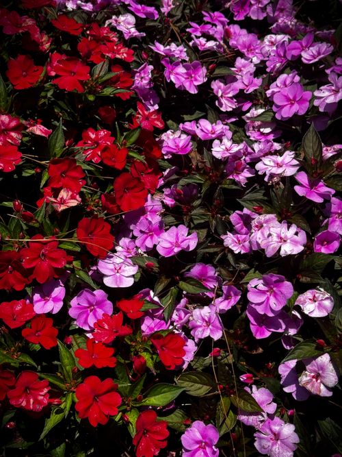 Free Colorful display of red and pink impatiens flowers in natural sunlight, perfect for spring and summer themes. Stock Photo