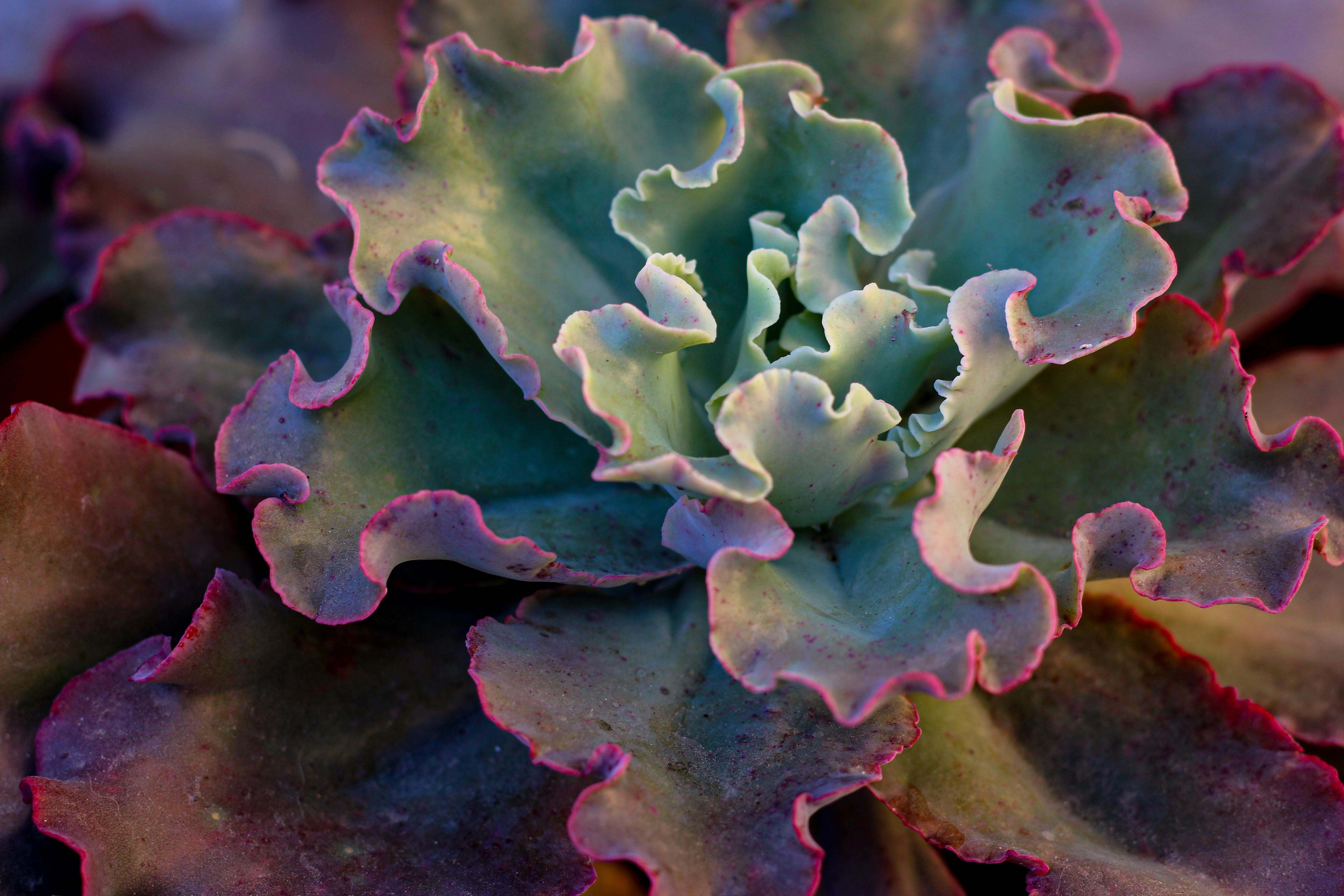 Healthy mother succulents like Echeveria and Sedum ready for leaf harvest - succulent propagation from leaf
