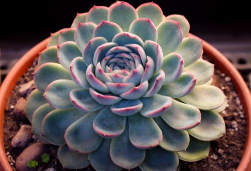 Free Close-up view of an echeveria succulent in a terracotta pot, showcasing its vibrant colors. Stock Photo