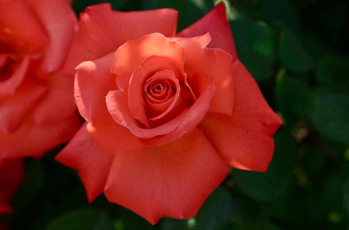 Sunlit Red Roses Vibrant Red Rose Bloom in Sunlit Garden · Free Stock Photo