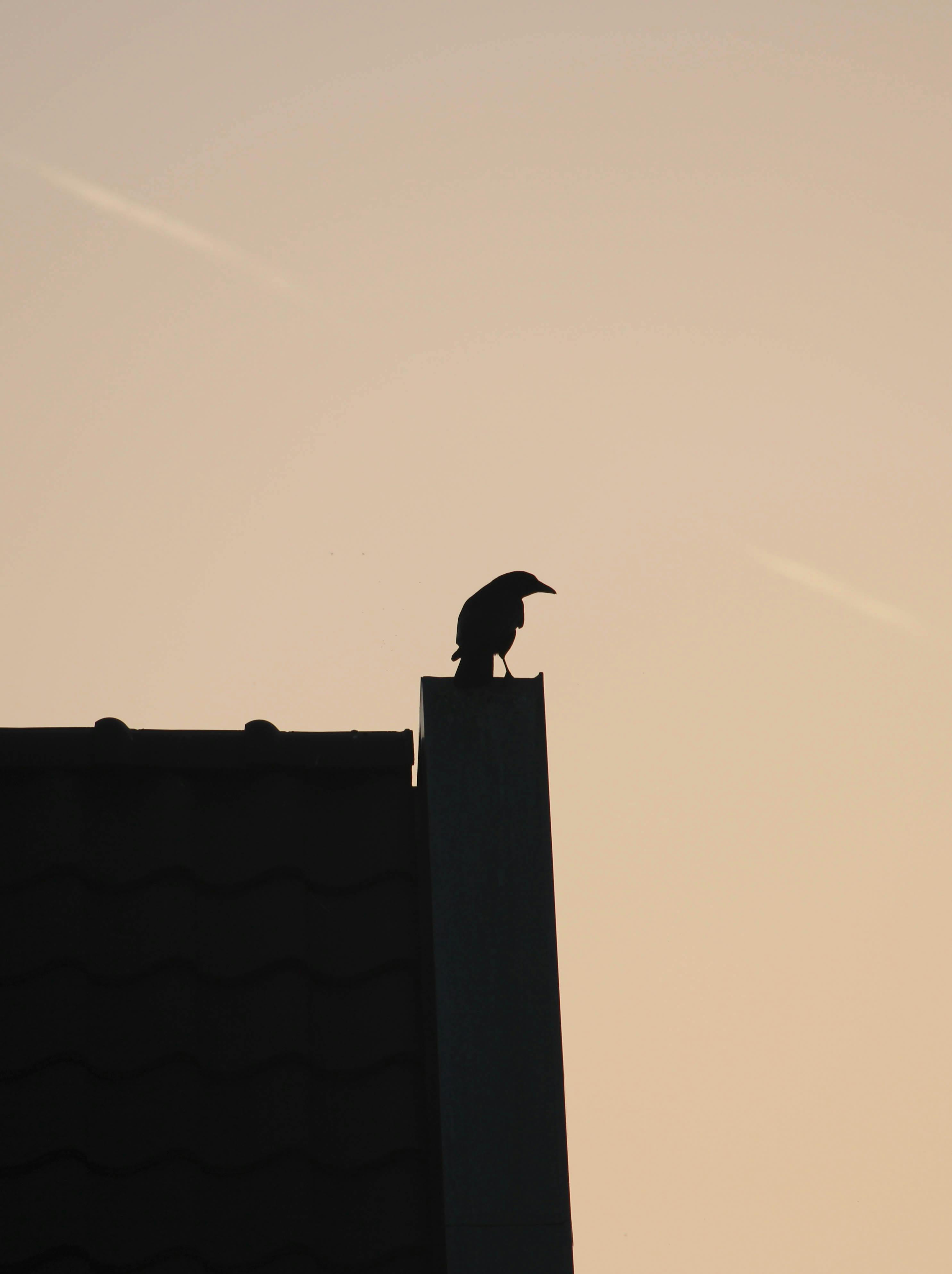 A dramatic silhouette of a crow perched on a rooftop against a warm sunset sky in the Netherlands.