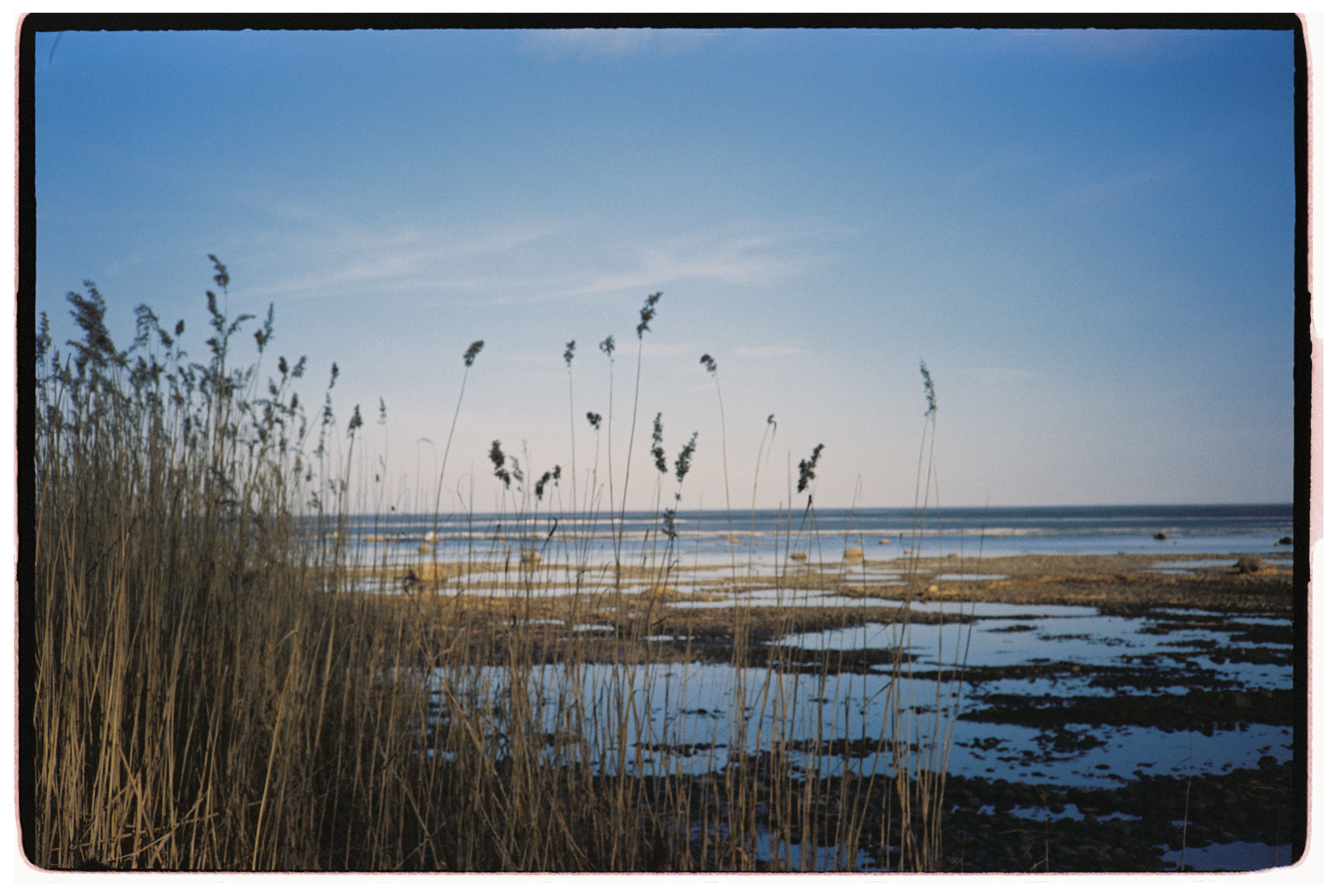 Serene Coastal View with Tall Reeds and Calm Sea · Free Stock Photo