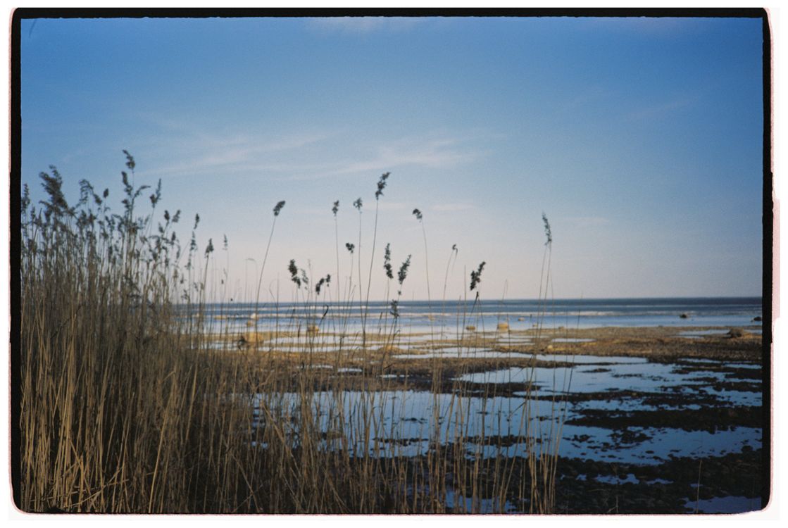 Wavey Sea Reeds Serene Coastal View with Tall Reeds and Calm Sea · Free Stock Photo