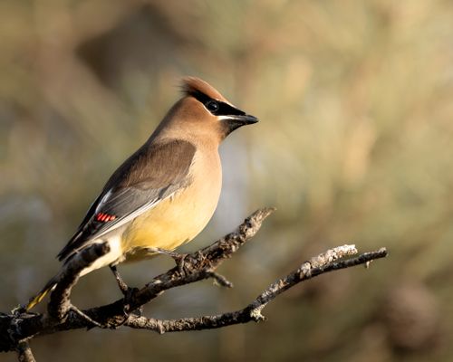 Free A detailed close-up photo of a Cedar Waxwing perched on a branch with a blurred natural background. Stock Photo