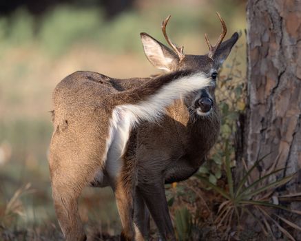 Close-up of a white-tailed deer in a forest setting, displaying natural behavior.