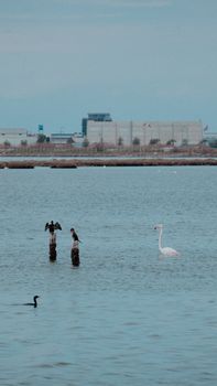 Elegant water birds on a tranquil lake in Türkiye with industrial backdrop.