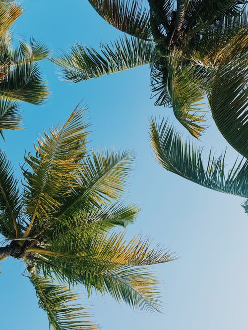 Free Scenic view of palm trees against a bright blue sky, perfect for tropical themes. Stock Photo