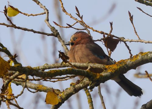 Free Close-up of a Eurasian jay resting on colorful autumn branches against a blue sky. Stock Photo