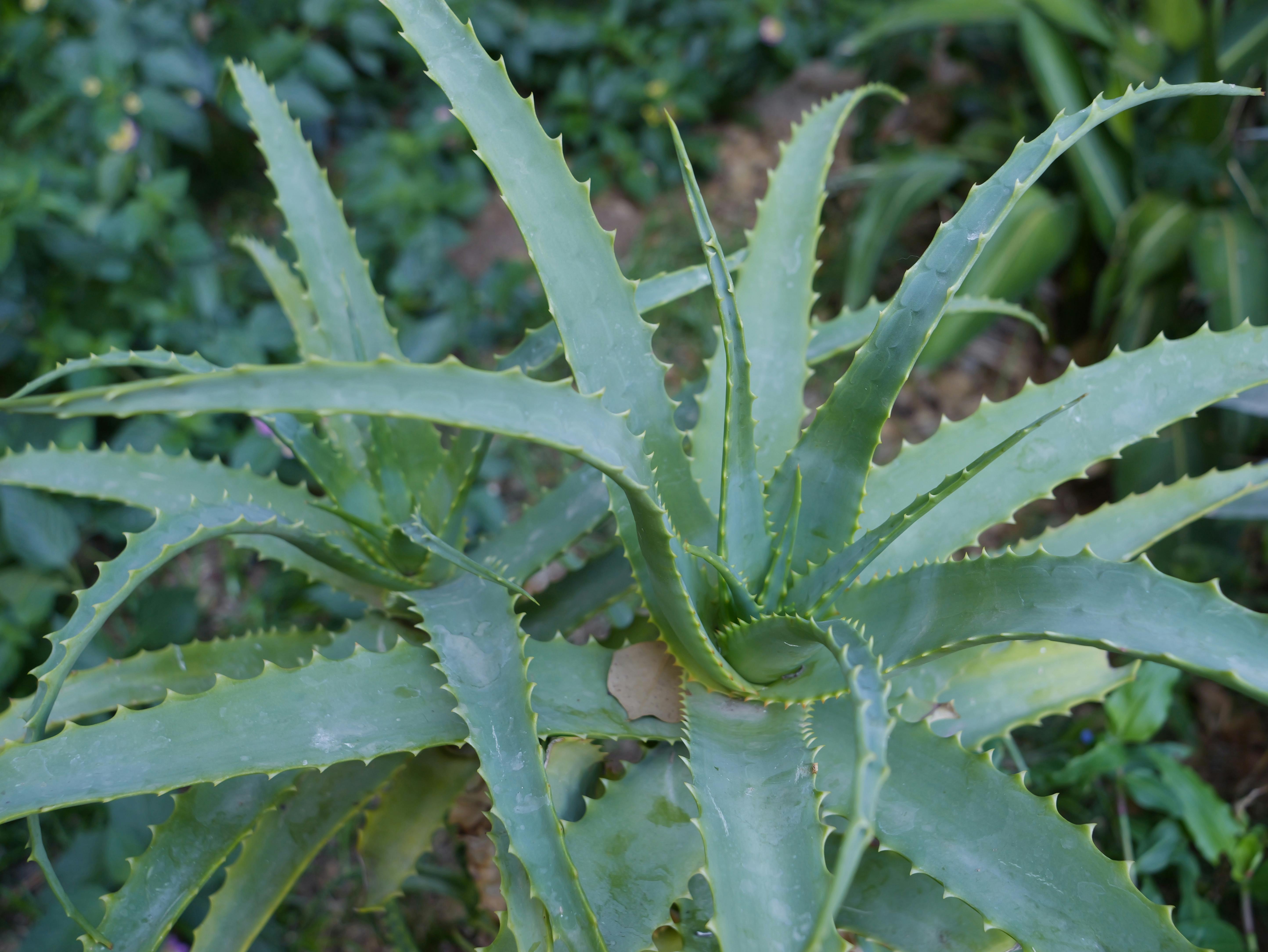 A collection of vibrant medicinal herbs including Echinacea and Aloe Vera ready for harvest