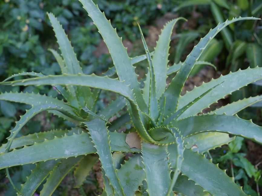 A collection of vibrant medicinal herbs including Echinacea and Aloe Vera ready for harvest A collection of vibrant medicinal herbs including Echinacea and Aloe Vera ready for harvest