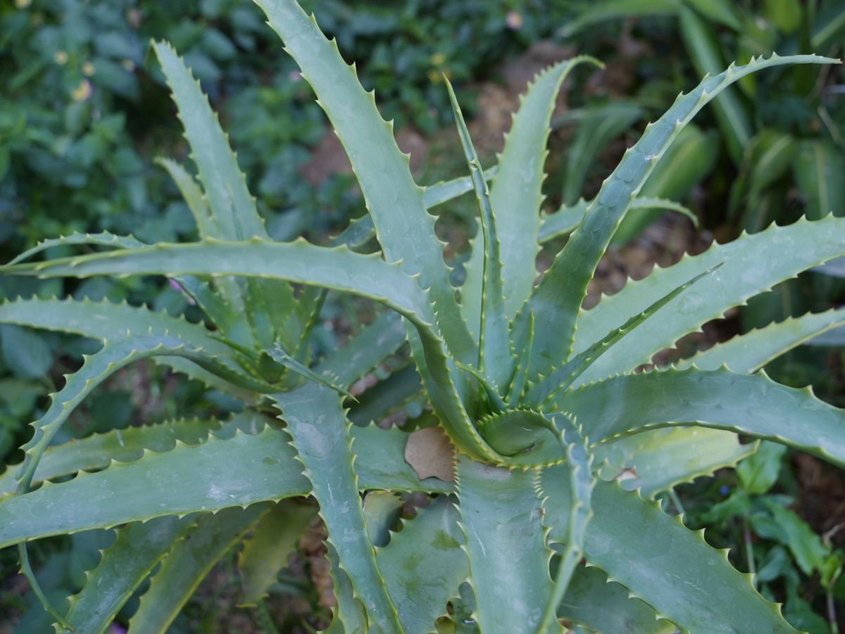 Medicinal plant specimen
