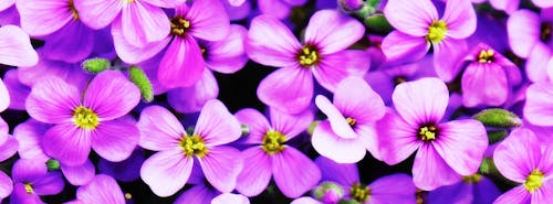 Close-Up Photo of Purple Petaled Flowers