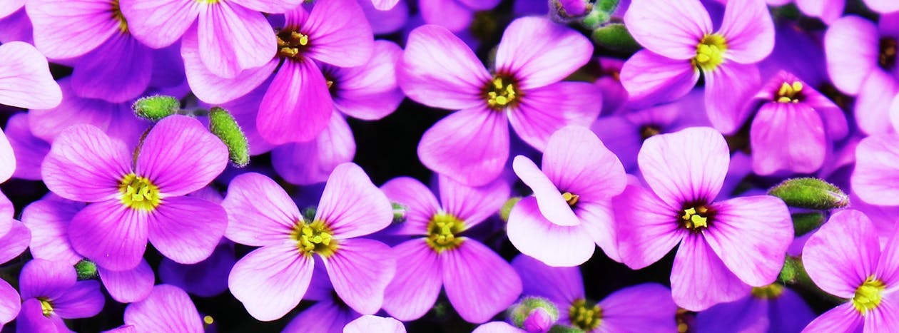 Close-Up Photo of Purple Petaled Flowers