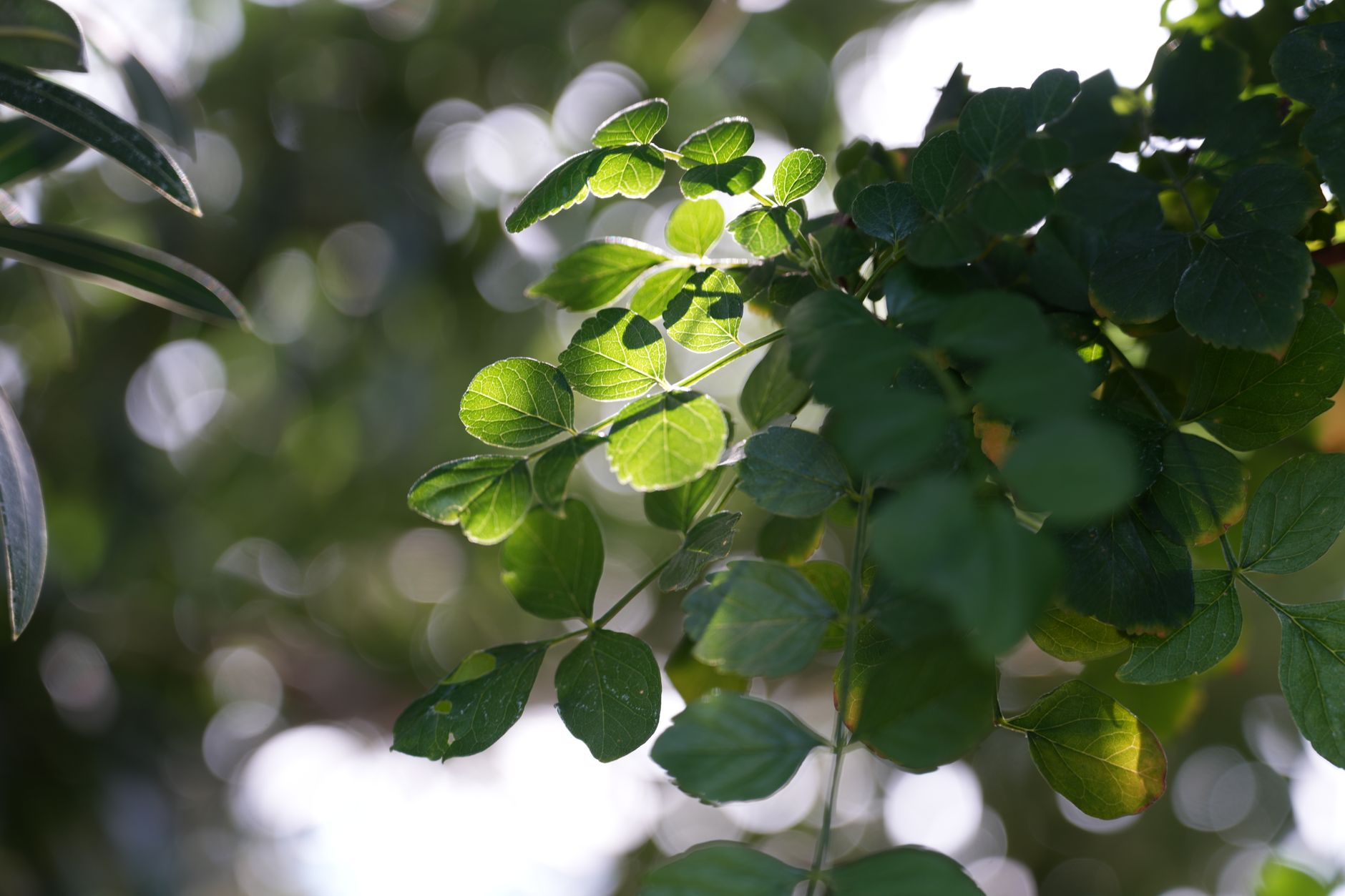 Tulsi for Glowing Skin: Your Ayurvedic Secret to a Radiant Complexion