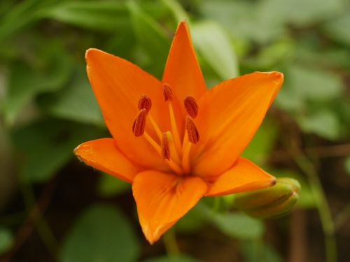 Free Close-up of a bright orange lily flower with blurred green background, showcasing its vibrant petals. Stock Photo