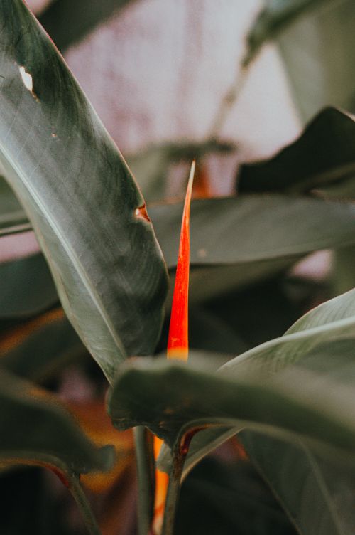 Free Close-up of a vibrant Heliconia rostrata flower among tropical leaves in a garden setting. Stock Photo