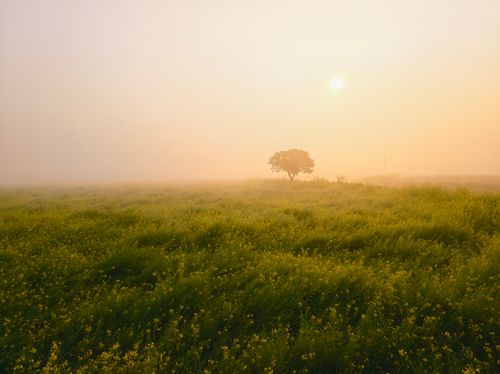 Free A peaceful sunrise scene with a single tree in a misty field. Warm and tranquil atmosphere. Stock Photo